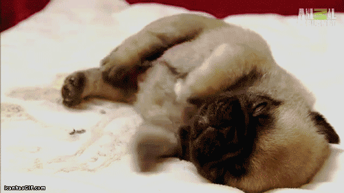funny-gif-pug-puppy-sleeping